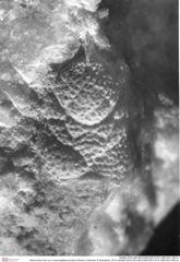 Historisches Foto von Cracensigillatus prolatus (Robins, Feldmann & Schweitzer, 2013) (NHMW-AFW-GEO-BACHMAYER-FOTO-1990-0041-0631a)